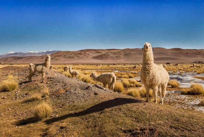 Llamas in Salta, Argentina