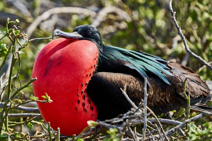 Wildlife of the Galapagos