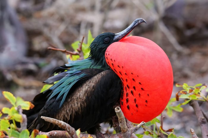 Frigate bird