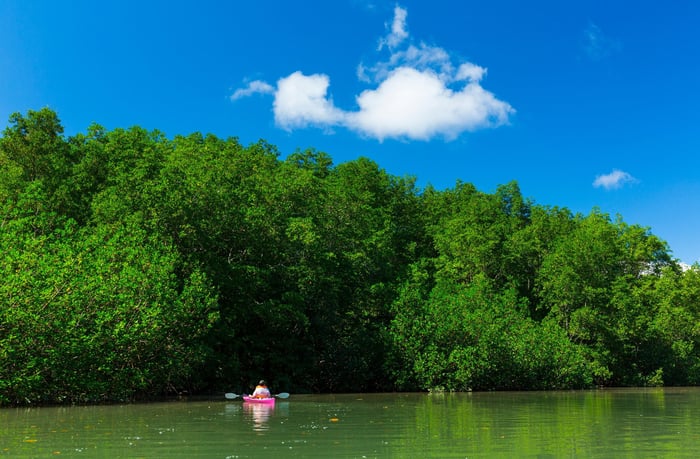 Mangrove, Puerto Jiménez, Golfo Dulce, Osa Peninsula, Costa Rica, Central America, America