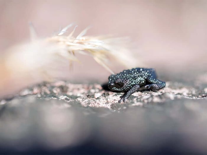 Frog on Mount Roraima