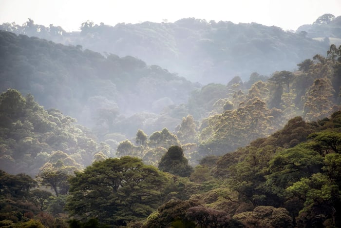 Shot in Monteverde, Costa Rica