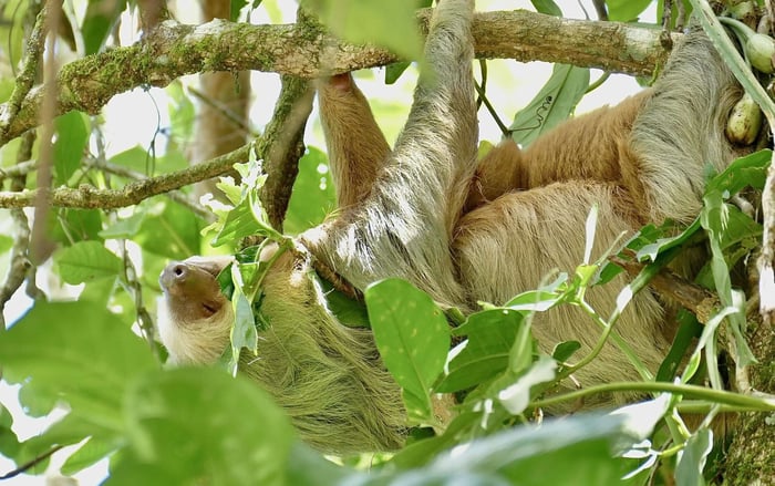 Mother and Baby Sloths Sleeping in the Rainforest Canopy of Costa Rica
