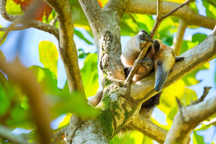 Northern tamandua (Tamandua mexicana), Corcovado National Park, Osa Peninsula, Puntarenas Province, Costa Rica, Central America, America