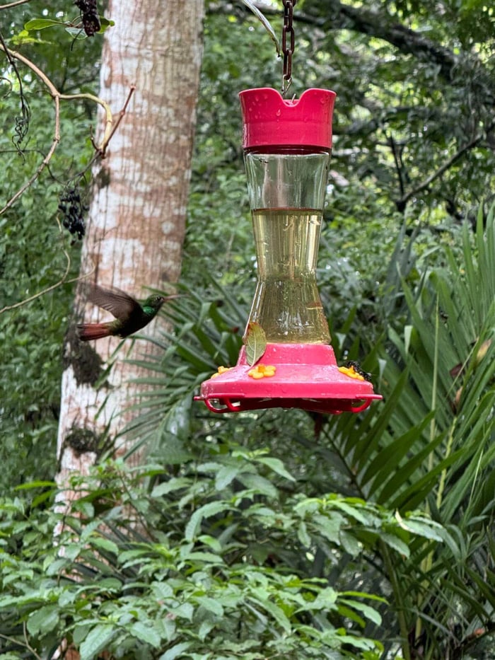 hummingbirds