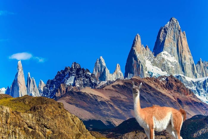 Picturesque guanaco graze on the hill