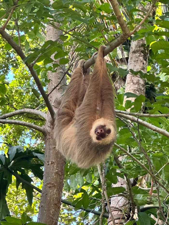 A sloth hangs from the trees