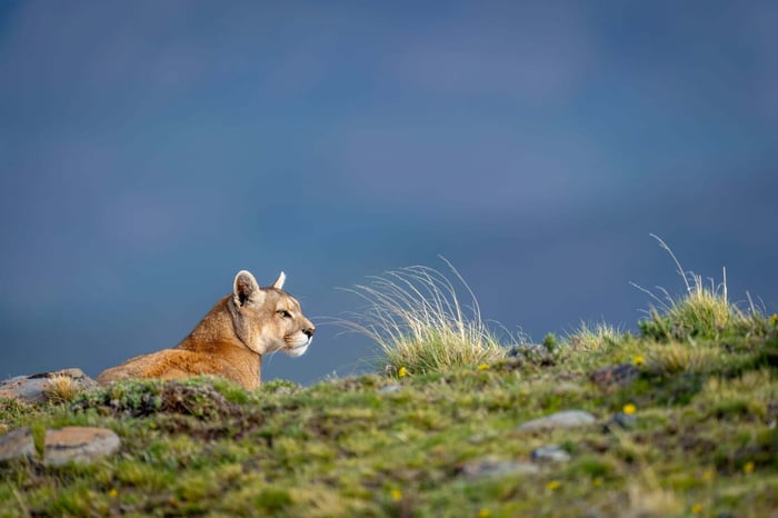 Puma resting in Torres Del Paine, Patagonia, Chile