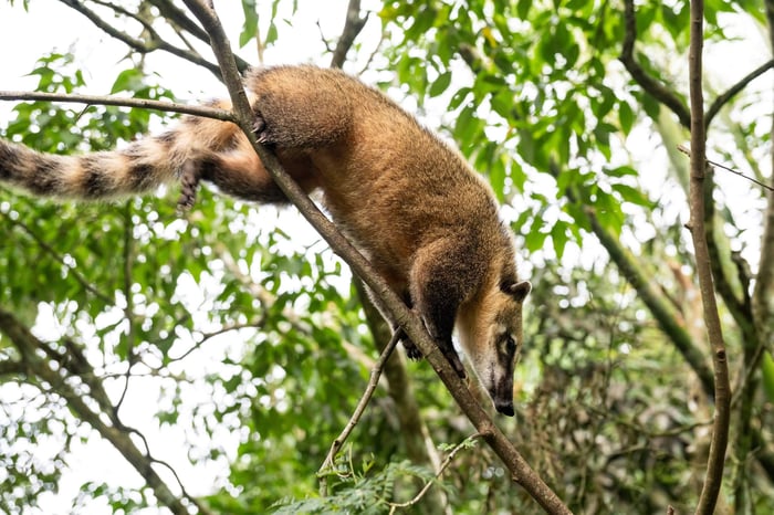 Quati racoon on tree in Iguazu Falls, border of Brazil and Argentina