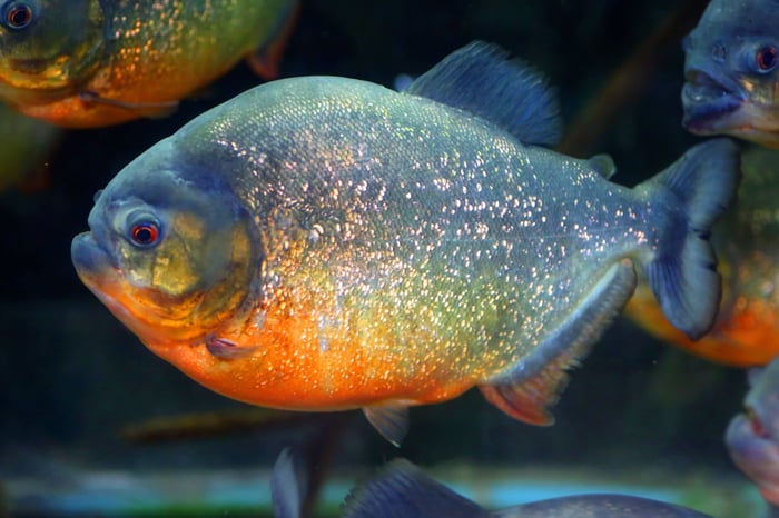 Piranhas
