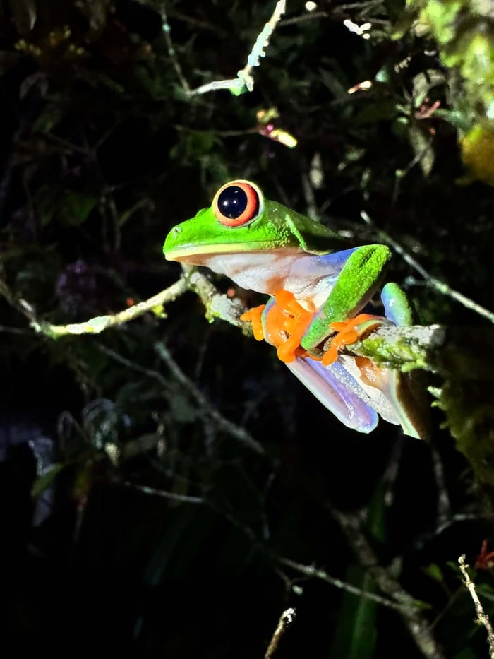 Vibrant green frog
