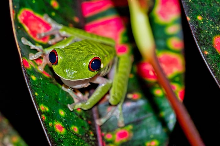 Red-eyed Tree Frog, Agalychnis callidryas, Tropical Rainforest, Corcovado National Park, Osa Conservation Area, Osa Peninsula, Costa Rica