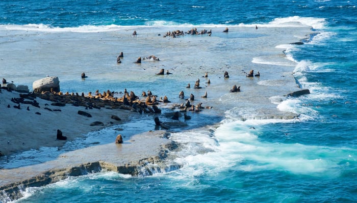 Rookery of fur seals on Peninsula Valdes