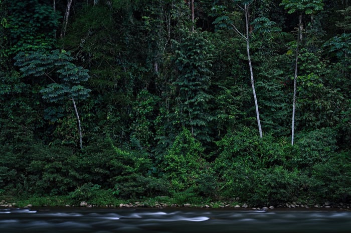 Exploring the jungle on a guided night walk