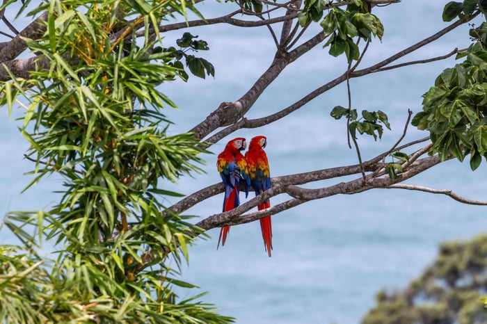 Scarlett Macaws