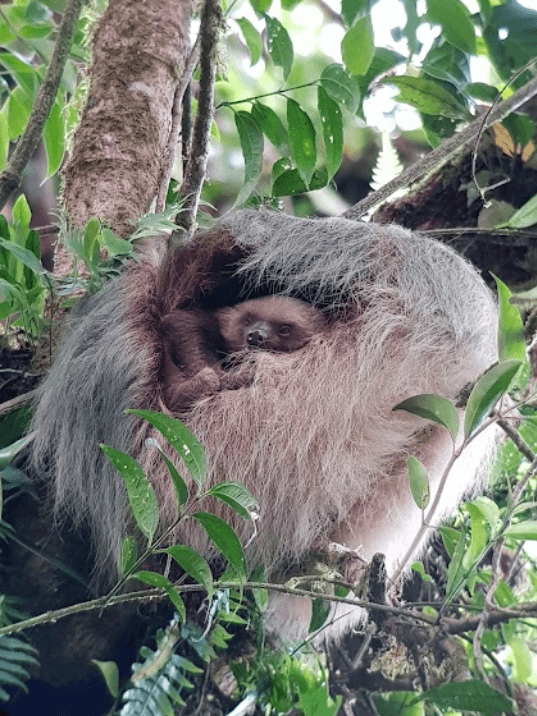 Sarah’s guide went back the next morning to take this picture in daylight of the baby sloth they’d seen the night before!
