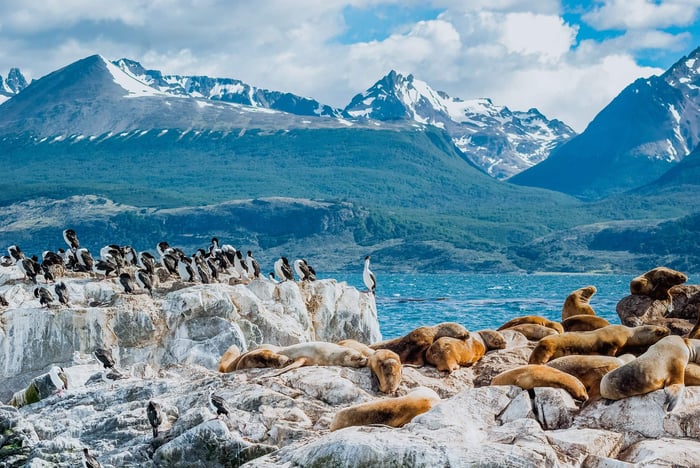 Sea lions and Penguin's at the Beagle Channel, Ushuaia