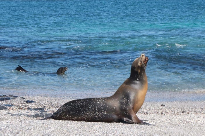 Sea Lion on the beach in the Galápagos Islands