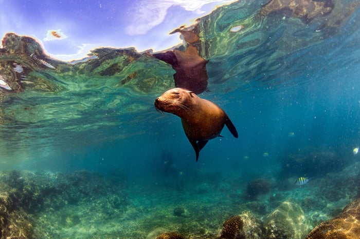 Sea lions under water