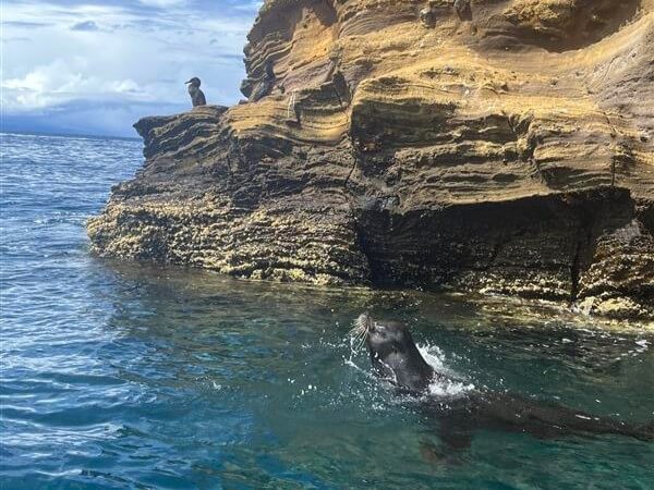 A sealion swims in the sea by rocks in the Galapagos Islands