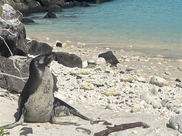Sea Lion on the beach in the Galápagos Islands