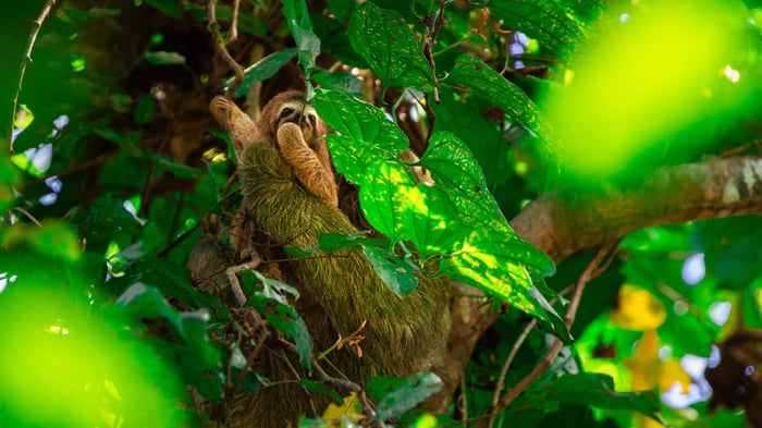 A baby sloth in a tree in Corcovado National Park