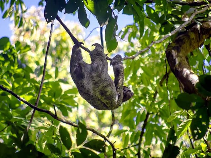 A Sloth hanging in the trees in Tortuguero by Lewis Freeth