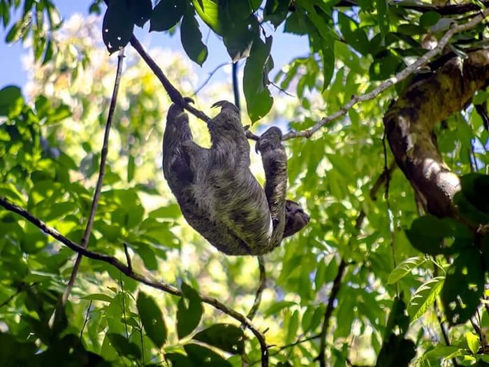 Sloth hanging from the trees