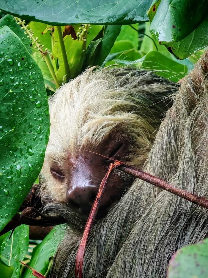 A sloth photographed by Gaynor