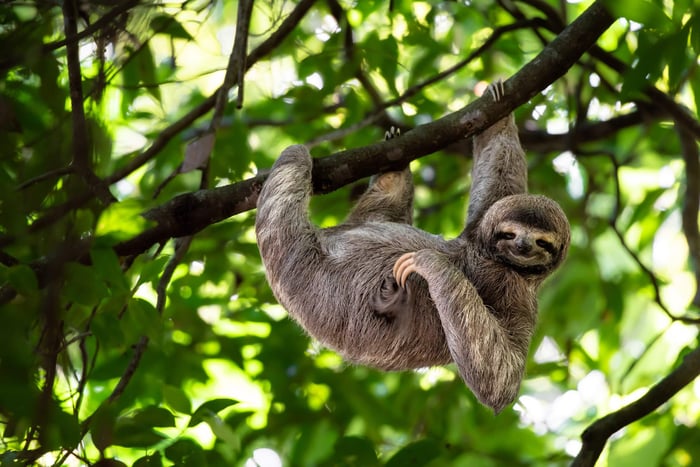 5 Unmissable Experiences of The Amazon River & Rainforest