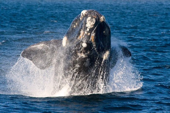 Whale in Patagonia!