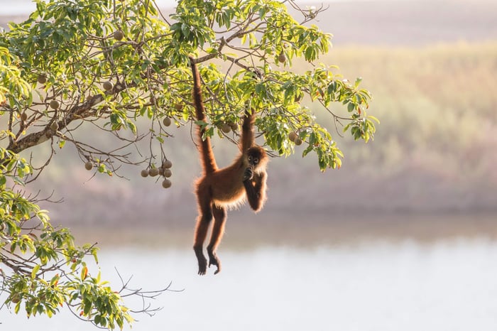 A spider monkey hangs from a tree over a lagoon
