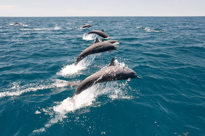 Dolphin in the river jumping out of the water