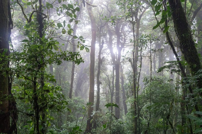 Sunlight Filtering Through Misty Trees in Dense Tropical Cloud Forest.jpeg