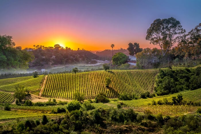 Chilean vineyard