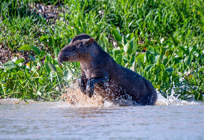 Tapir in the Pantanal