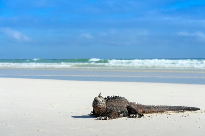 The marine iguana (Amblyrhynchus cristatus) comes to the beach for rest and to warm up after feeding algae in the sea. At Tortuga Bay, Santa Cruz Island,