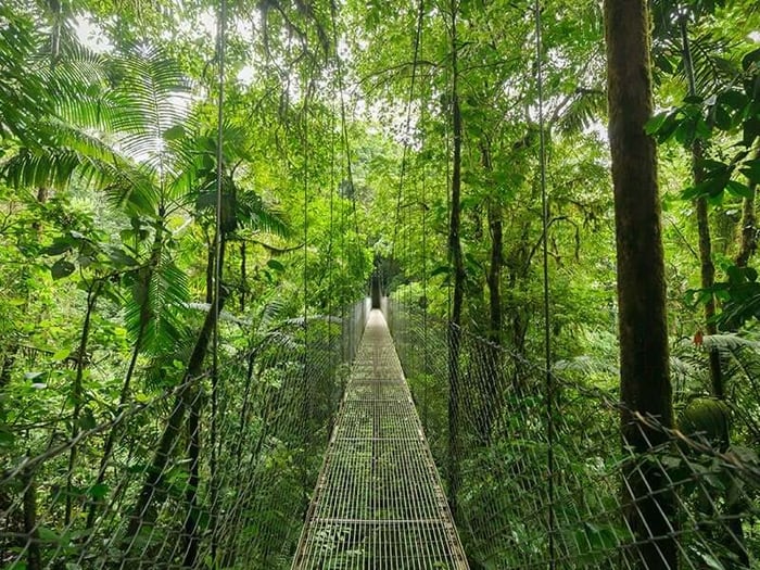 The Monteverde Cloud Forest, Costa Rica