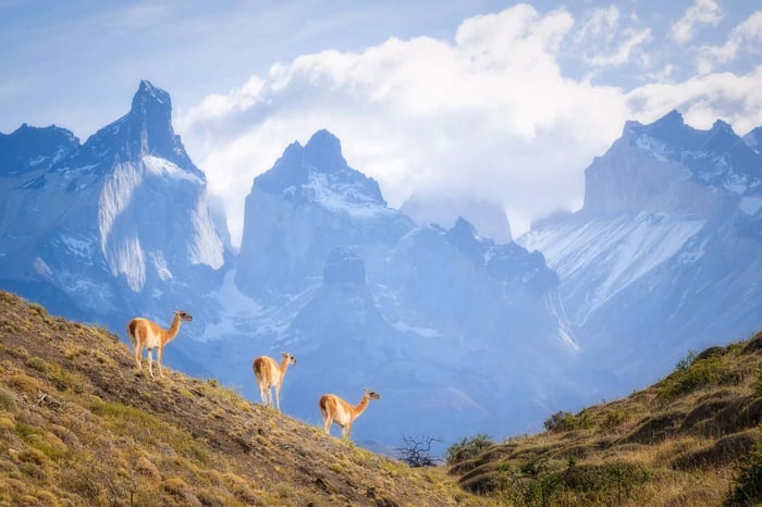 Three guanaco along the mountain of Torres del Paine National Park