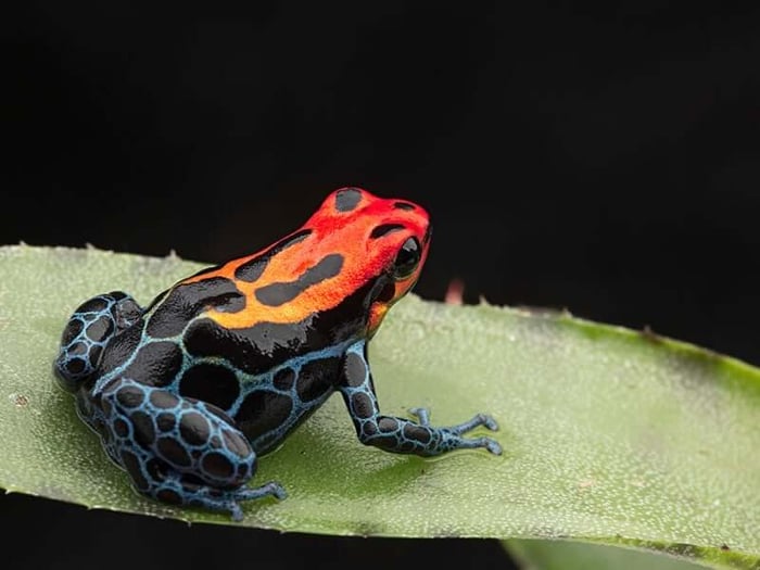 Amazon Poison Dart Frog