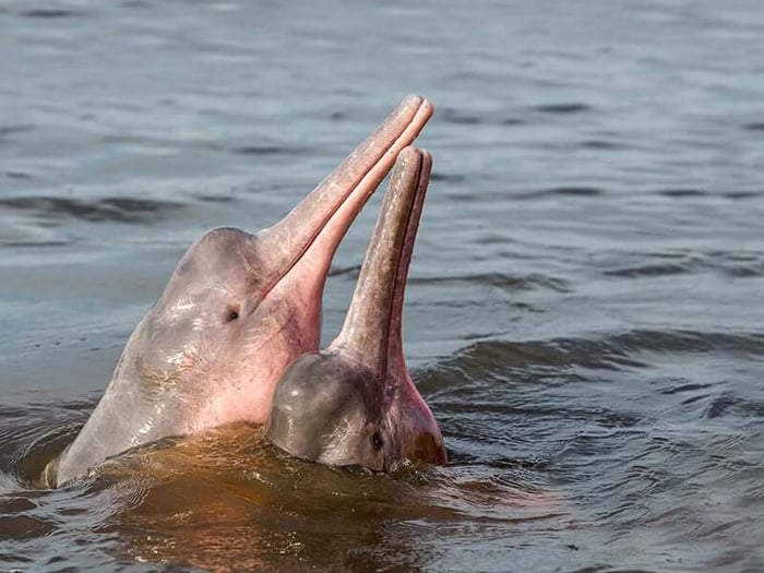 Amazon River Dolphins