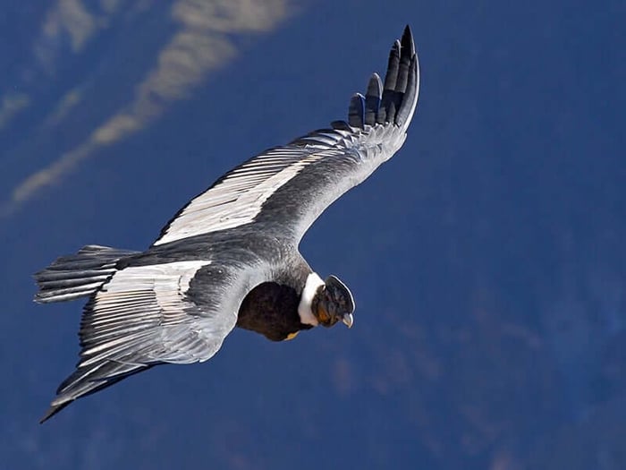 Andean Condor