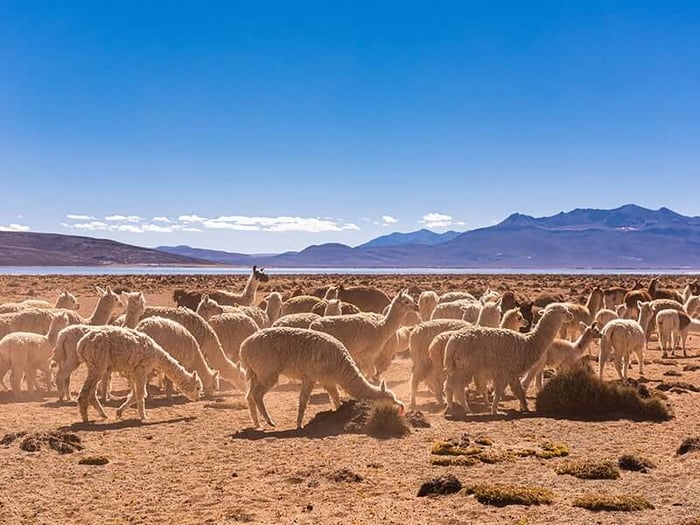 Alpacas - Peru