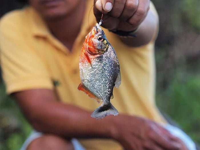 Amazon Piranhas