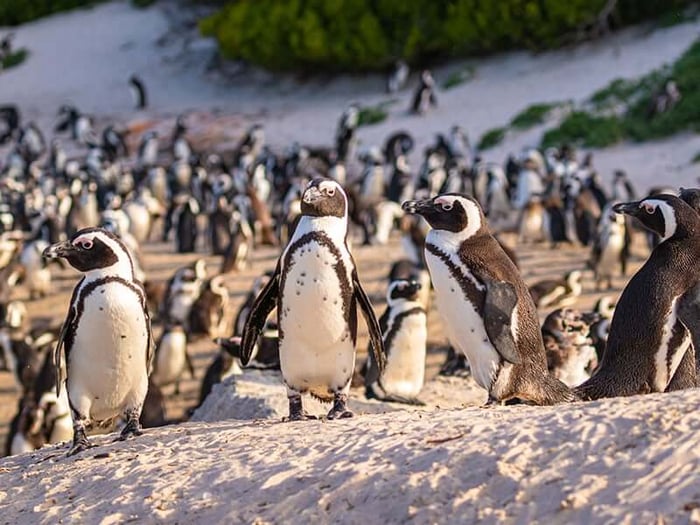 Humboldt Penguins