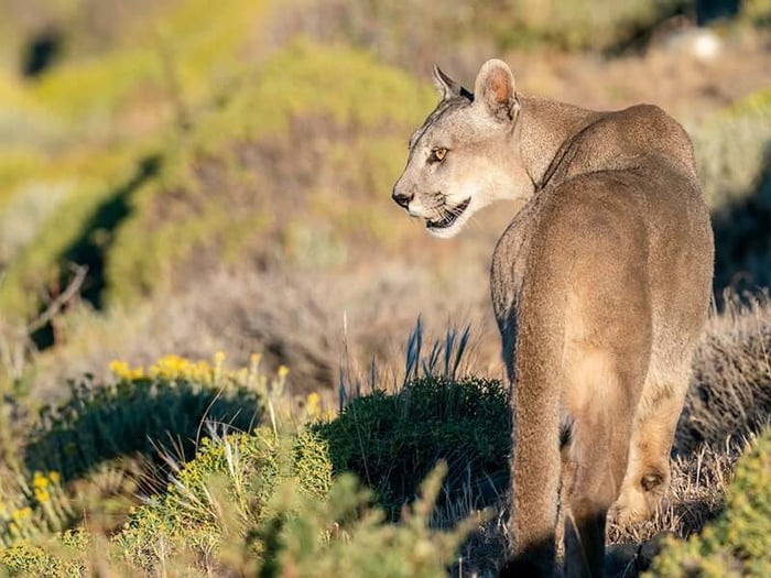 Puma - Peru