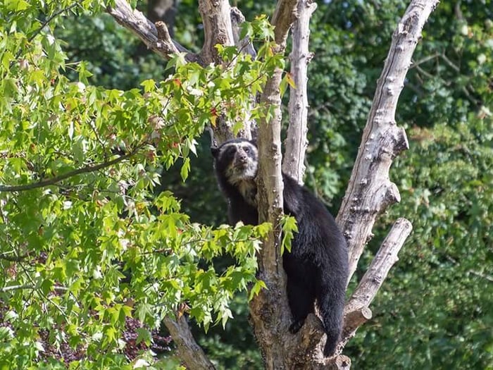 Spectacled Bear Peru