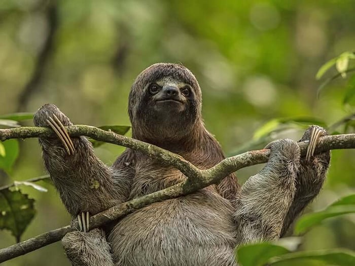 Sloths