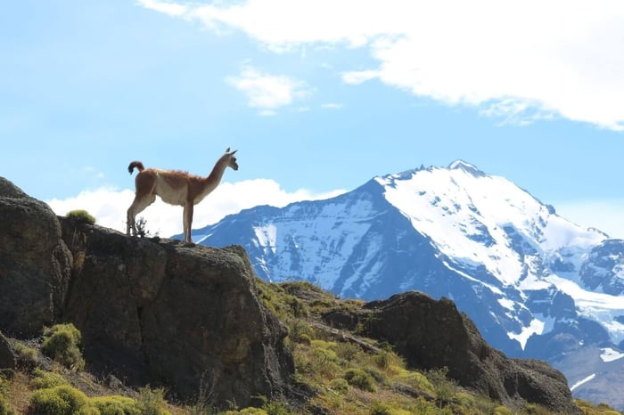 Wildlife in Torres del Paine
