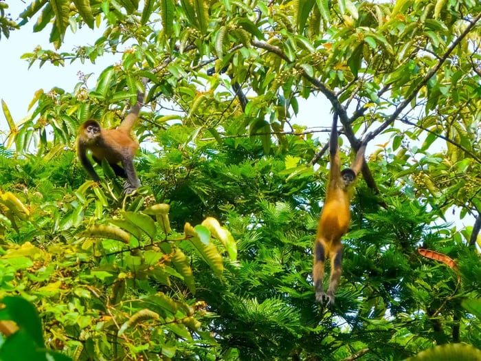 playful monkeys hang from the trees  at Tortuguero National Park, Limon, Costa Rica